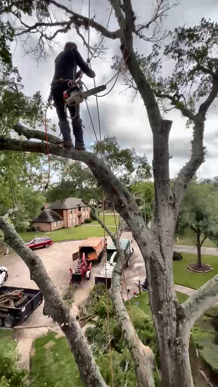 Squirrel Tree Services climber ascending and working high in a tree