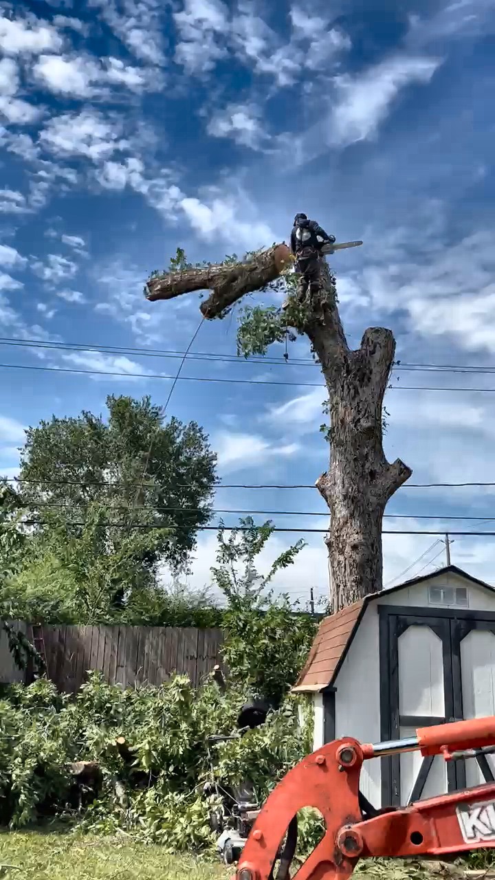 A large compromised tree being removed beside a Houston home