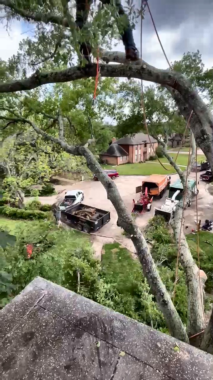 Squirrel Tree Services arborist rigging a canopy limb during pruning