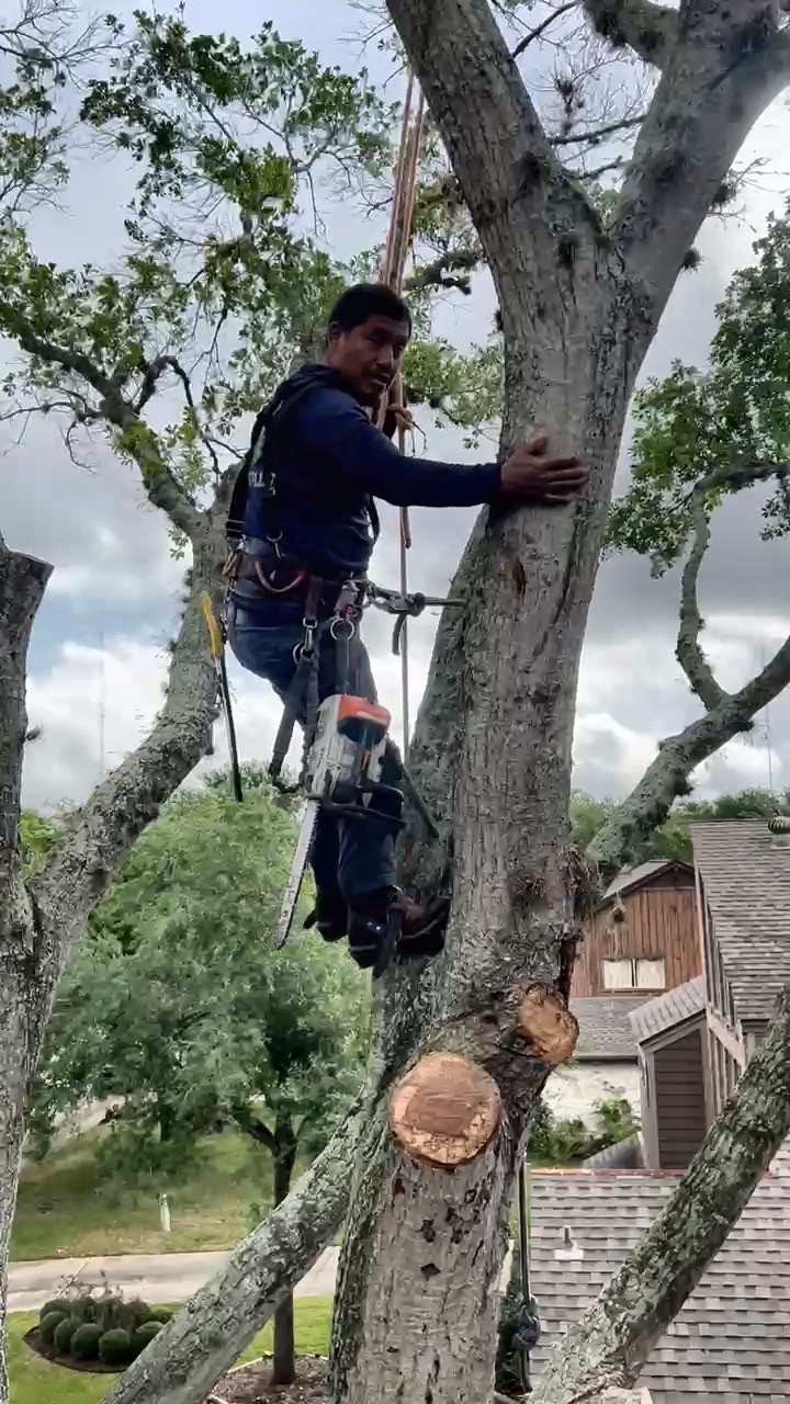 Squirrel Tree Services climber trimming branches in a mature Houston tree